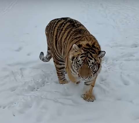 Dâmboviţa: Noi descinderi la grădina zoologică ilegală de la Picior de Munte. Anchetatorii au în vedere infracţiuni privind bunăstarea animalelor, dar şi încălcări ale Codului Vamal