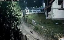Localnici terorizaţi de lupi, într-un sat aparţinând oraşului Petrila, din judeţul Hunedoara/ Primarul spune că nu poate interveni rapid, ca în cazul urşilor, din cauza procedurilor birocratice mai anevoioase