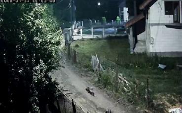 Localnici terorizaţi de lupi, într-un sat aparţinând oraşului Petrila, din judeţul Hunedoara/ Primarul spune că nu poate interveni rapid, ca în cazul urşilor, din cauza procedurilor birocratice mai anevoioase