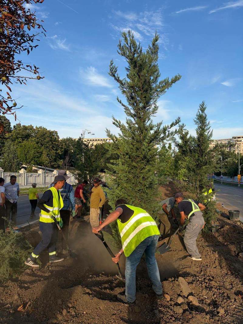 Ciprian Ciucu: Am început în forţă plantările pe 13 Septembrie, să transformăm zona într-un coridor verde