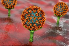 OMS şi Statele Unite monitorizează îndeaproape o nouă variantă a coronavirusului, BA.2.86, o tulpină cu zeci de mutaţii