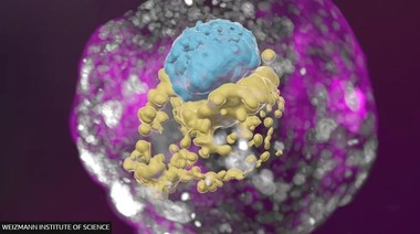 Cercetătorii au crescut în laborator un model integral de embrion uman, fără să fi apelat la spermatozoizi sau ovule