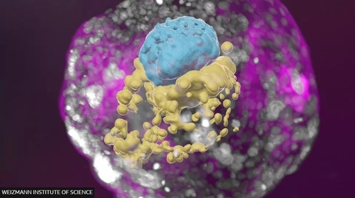 Cercetătorii au crescut în laborator un model integral de embrion uman, fără să fi apelat la spermatozoizi sau ovule