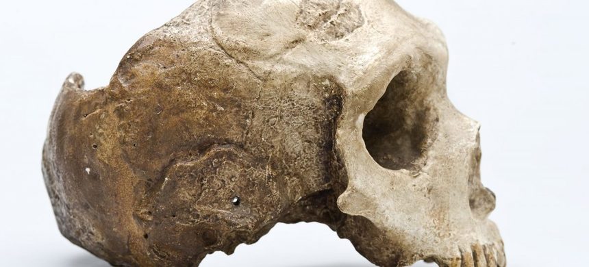 Ramură umană necunoscută descoperită în genomul Omului de Neanderthal