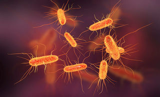 Focar de E.coli în Marea Britanie: cel puţin o persoană a murit din cauza unei variante periculoase a bacteriei