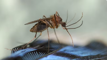 Un pacient a murit în SUA din cauza unei boli grave rare transmise de ţânţari. Schimbările climatice ar putea spori prevalenţa acestor infectări