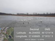 Focar de gripă aviară în Bârlad / Patru lebede au fost găsite moarte pe un lac - FOTO