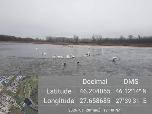 Focar de gripă aviară în Bârlad / Patru lebede au fost găsite moarte pe un lac - FOTO