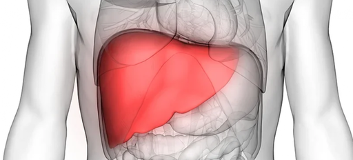 Mecanismul prin care congestia hepatică duce la fibroză şi cancer, identificat de cercetători