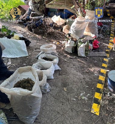 Suceava: Un bărbat a fost arestat preventiv pentru 30 de zile, pentru trafic de droguri / Pe terenul din spatele casei sale anchetatorii au găsit o cultură de canabis - FOTO