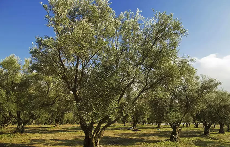 Un român acuzat că a rănit un poliţist cu un cuţit şi a furat sute de kilograme de măsline dintr-o plantaţie a fost arestat în Italia