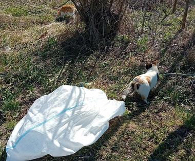 Bărbat filmat în timp ce abandonează două pisici într-un sac, pe marginea unui drum din Suceava. El a fost identificat şi amendat cu 3.000 de lei VIDEO FOTO
