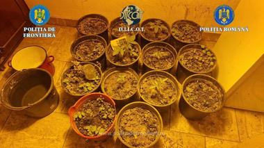 Trei persoane acuzate că vindeau droguri de risc şi mare risc unor consumatori din Maramureşul istoric au fost reţinute / Ce au găsit poliţiştii la percheziţiile făcute la locuinţele presupuşilor traficanţi - FOTO