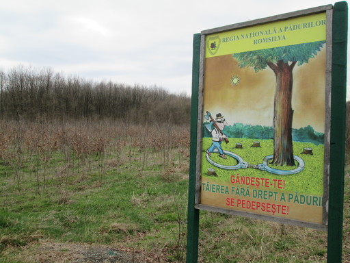 Proiectul privind instituirea Zilei naţionale a pădurilor pe 25 martie, adoptat de Camera Deputaţilor