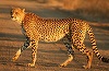 Proiectul de lege care interzice folosirea animalelor în circuri, adoptat de Camera Deputaţilor