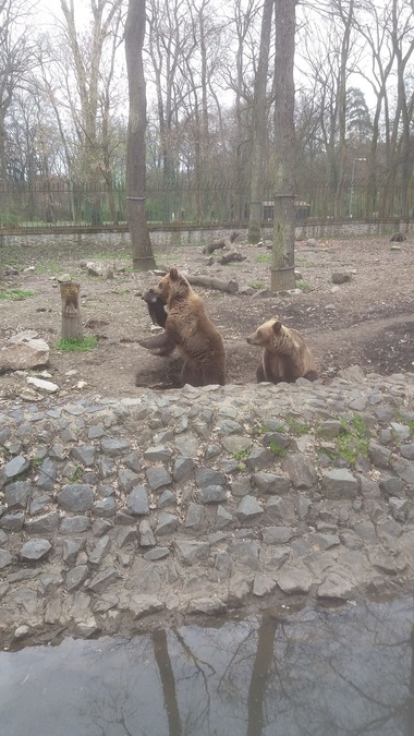 Proiect de lege prin care grădinile zoologice ar fi putut vinde animalele "în surplus" pentru vânătoare, circ sau sacrificare, retras de deputaţii care l-au iniţiat, în urma criticilor