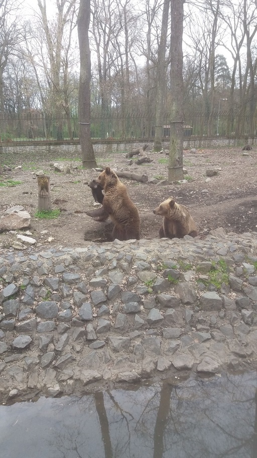Proiect de lege prin care grădinile zoologice ar fi putut vinde animalele "în surplus" pentru vânătoare, circ sau sacrificare, retras de deputaţii care l-au iniţiat, în urma criticilor