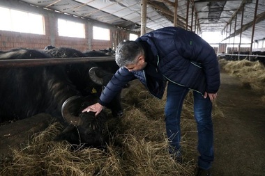 Aflat la o fermă de bivoliţe din Făgăraş, Ciolacu critică Guvernul: Astfel de oameni, care muncesc din greu, continuând tradiţiile româneşti, ei sunt cei care trebuie să beneficieze de sprijinul total al statului român! Nu de beţe-n roate! - FOTO