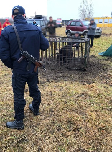 Intervenţia asupra urşilor periculoşi se va putea face şi în extravilan, nu doar în intravilan / Vot final în Parlament / Parlamentar UDMR: În oraşele mari, ursul pare un animal drăgălaş, este asemănat cu ursuleţul de pluş de pe canapea