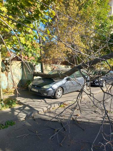 Nicuşor Dan, acuzat de exces pentru că nu permite toaletarea copacilor care riscă să cadă: S-a toaletat în exces şi mii de arbori s-au uscat / Verificări amănunţite în teren 