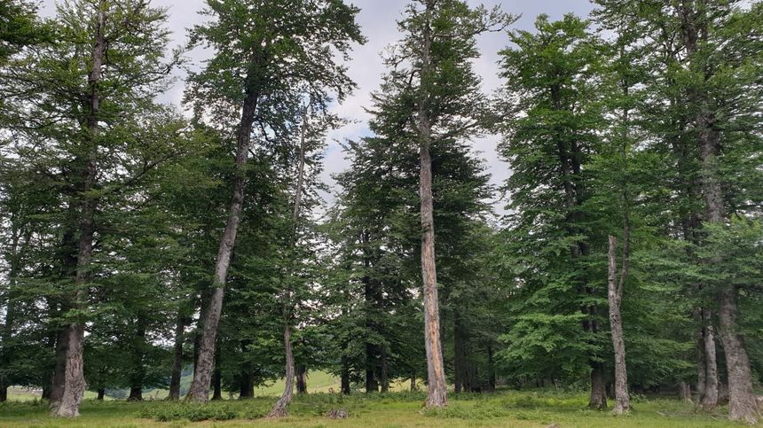USR şi  Reper anunţă depunerea în Parlament a proiectului de lege prin care pădurile din jurul Capitalei vor beneficia de regim strict de protecţie / Proiectul, propus de platforma civică ”Împreună pentru Centura Verde”