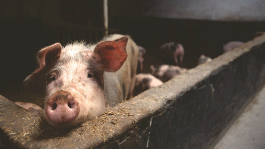 UDMR, precizări după ce a fost adoptată noua lege care reglementează creşterea porcinelor: Scopul este să asigure condiţii mai bune, mai sigure şi mai previzibile fermierilor oferind un cadru legislativ pe termen lung

