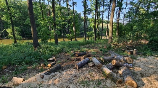Proiectul de lege referitor la protejarea pădurilor din Ilfov a trecut de Senat