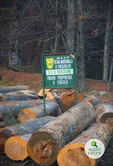 Lucrările silvice, blocate pe mai mult de 280.000 hectare, din cauză că amenajamentele silvice nu au fost încă publicate în Monitorul Oficial / Ministrul Mircea Fechet se va adresa Comisiei pentru Mediu şi Echilibru Ecologic din Camera Deputaţilor

