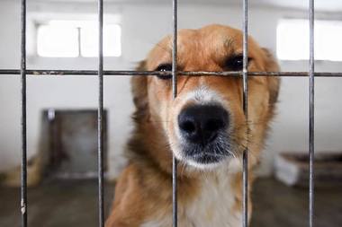 Firea: Problema animalelor fără stăpân din Bucureşti rămâne de actualitate şi, în orice moment, viaţa oamenilor poate fi pusă în pericol