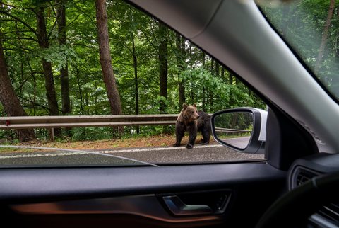 Mircea Fechet: Viaţa omului are prioritate. Nu voi vota, însă, niciodată o lege care dă liber la împuşcarea a sute de exemplare de urs brun şi care ambalează vânătoarea de trofeu în ”siguranţă publică” / În teren, mai multe împuşcări = mai puţin control