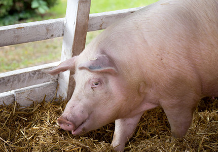 Focar de pestă porcină în Ucraina, la graniţa cu România; târgurile de porci din judeţele din nord-est, închise pe perioadă nedeterminată 