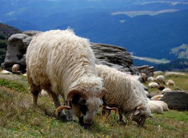 Agricultorii din zona de munte pot opta pentru etichetarea distinctă cu “produs montan”