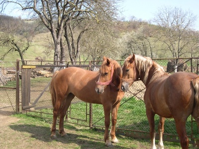 ANSVSA a amendat cu 40.000 de lei o firmă din Bihor care a comercializat cai, deşi avea activitatea suspendată