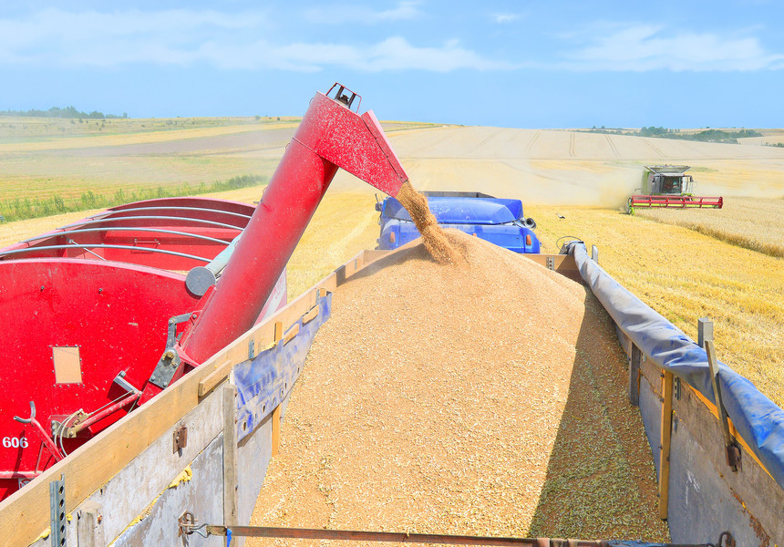 Preţul grâului rusesc scade din cauza producţiei mari din România şi Ucraina