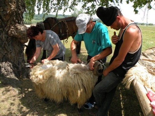 Ministerul Finanţelor a redactat ordinul pentru introducerea TVA de 9% în agricultură. Măsura se aplică inclusiv pentru tunsul oilor sau curăţatul copitelor