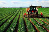 Direcţiile judeţene pentru agricultură vor prelua camerele agricole, care se desfiinţează


