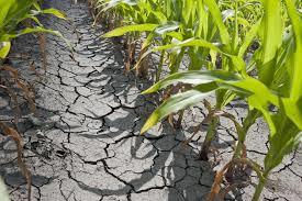Syngenta: Agricultura intensivă este un pericol pentru România, deoarece contribuie la deşertificare