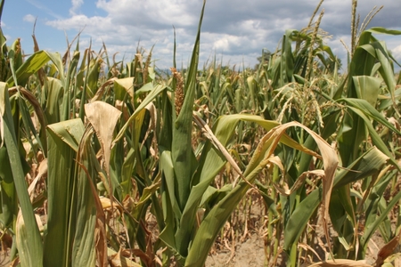Ministrul Agriculturii: Peste 350.000 de hectare sunt afectate de secetă