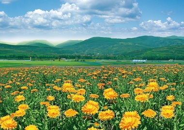 
Fares Orăştie produce peste 20 de milioane de cutii de ceai pe an 
