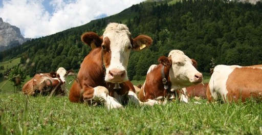 APIA: Depunem toate eforturile să finalizăm luna aceasta plăţile pentru campania agricolă 2015 pentru schemele din sectorul zootehnic