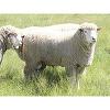 Agricultorii primesc 24 milioane lei de la Guvern pentru a cumpăra berbeci şi ţapi de reproducţie