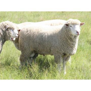 Agricultorii primesc 24 milioane lei de la Guvern pentru a cumpăra berbeci şi ţapi de reproducţie