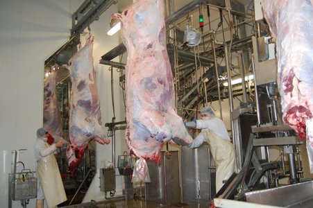 România poate exporta din august bovine abatorizate în Turcia. Ministerul Agriculturii şi ANSVSA nu pot preciza când şi de ce au fost interzise exporturile