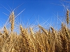 Ministrul Agriculturii: Grâul românesc este sănătos, Egiptul a mai folosit această metodă pentru a pune presiune pe preţ