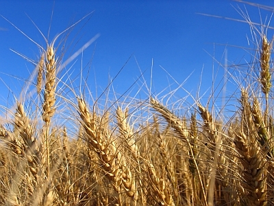 Ministrul Agriculturii: Grâul românesc este sănătos, Egiptul a mai folosit această metodă pentru a pune presiune pe preţ