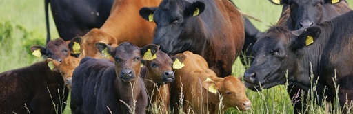 Firmele din domeniul zootehnic ar putea primi 18 milioane lei ca să cumpere tauri de reproducţie, junici şi viţele de rasă