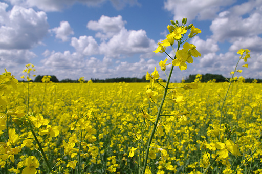 Producţia de rapiţă a României a crescut în acest an cu 38%, la 1,26 milioane tone, iar cea de orz a urcat cu 25%. Randamentele la hectar au crescut la aproape toate culturile
