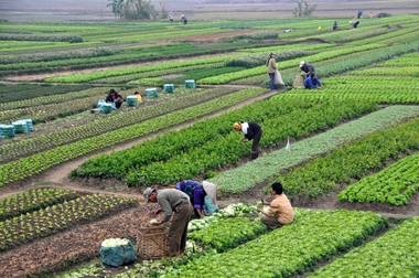 ANALIZĂ: Agricultura din România, sufocată de birocraţie şi de numărul uriaş de reglementări. "Un dosar la APIA e ca o teză de doctorat, are sute de pagini"