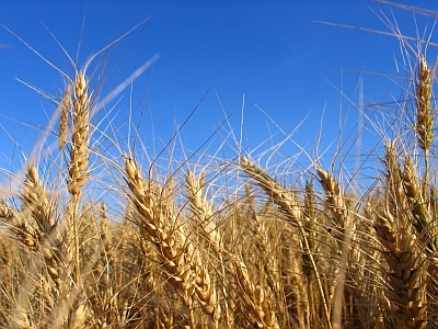 Bloomberg: Rusia devine o superputere a cerealelor, susţinută de explozia exporturilor de grâu