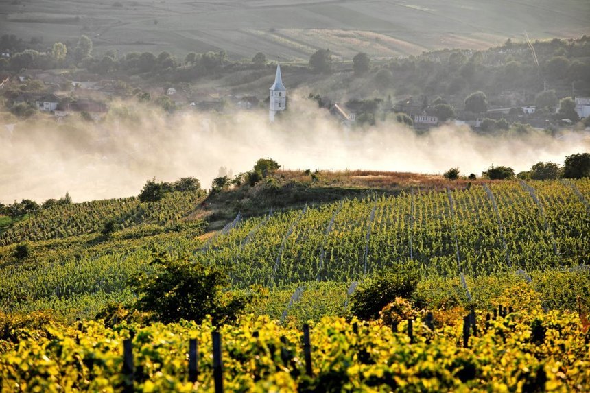 OIV: România va înregistra în 2016 cea mai mare creştere a producţiei de vin între marii producători din lume, de 37%